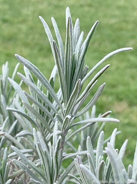 Soft gray leaves of Hidcote Giant.