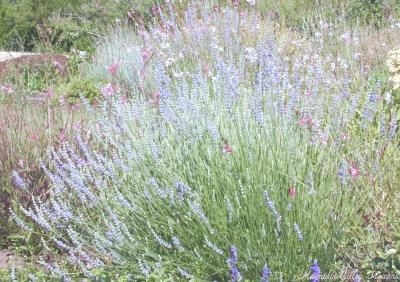 A three year old stand of Provence Lavender.