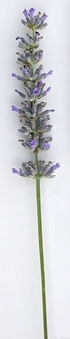 Provence Lavender Wand 1