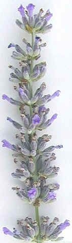 Provence Lavender Wand 2