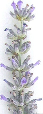 Lavandula x intermedia 'Provence' Provence Lavender image