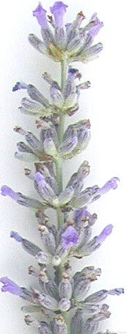 Provence Lavender Wand 3