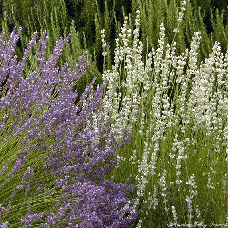 White Grosso Lavender in bloom