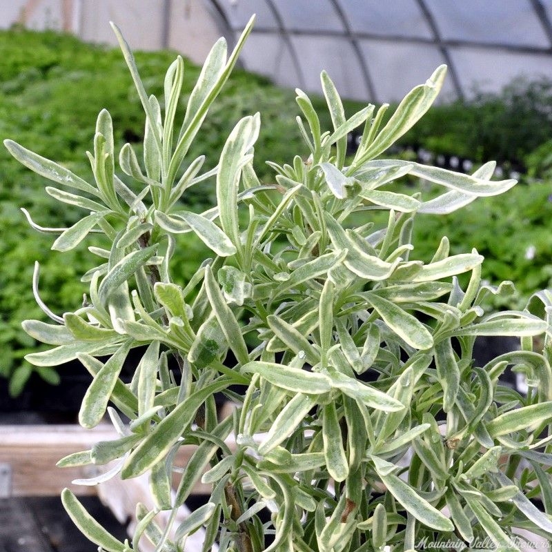 Silver Edged Lavender Bush