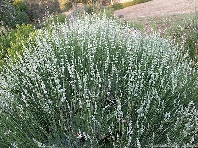 White Grosso Lavender in full bloom.