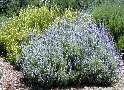 Yellow and French Lavender planted together.