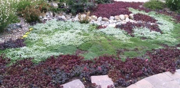 Lemon Frost Thyme in Bloom