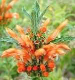 Lion's Tail Flower