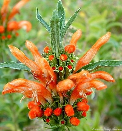 A perfect Lion's Tail flower