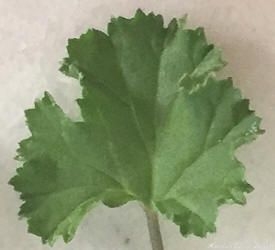 Lime Scented Geranium Leaf