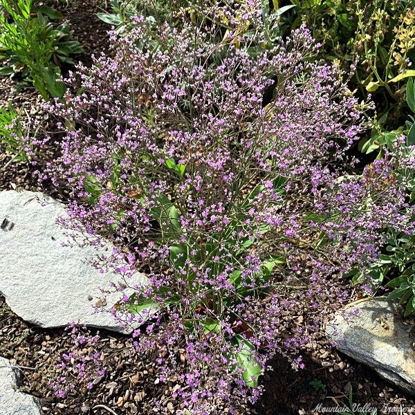 Sea Lavender in full bloom