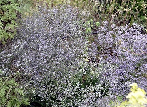 Sea Lavender Spilling Around the Garden