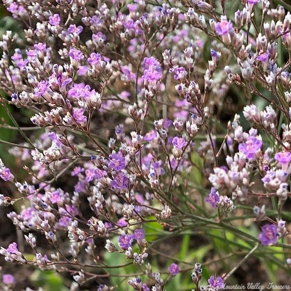 Close up of Sea Lavender flowers