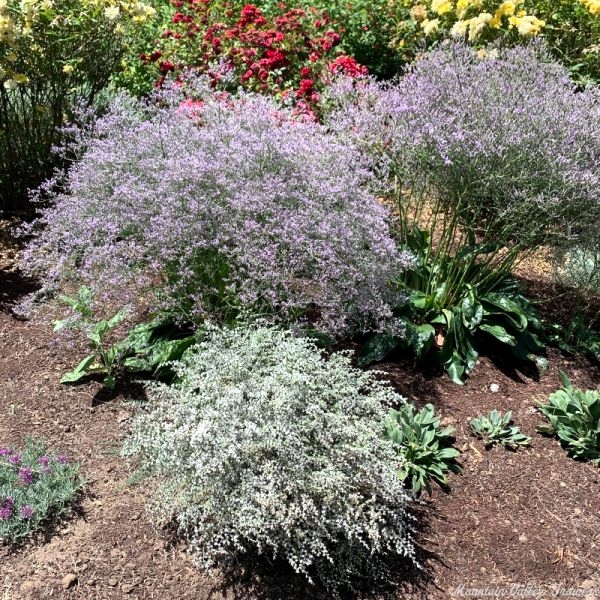 Sea Lavender with German Statice