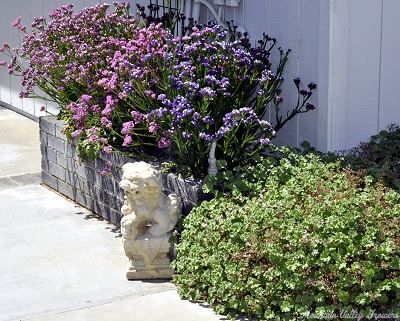 Statice planted next to Nutmeg Geranium