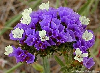 Beautiful papery bracts of Midnight Blue Statice