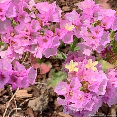 Limonium sinuatum Forever Happy Statice image