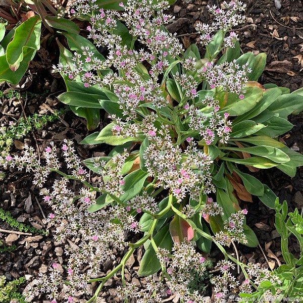 Broad leaves and delicate flowers of German Statice