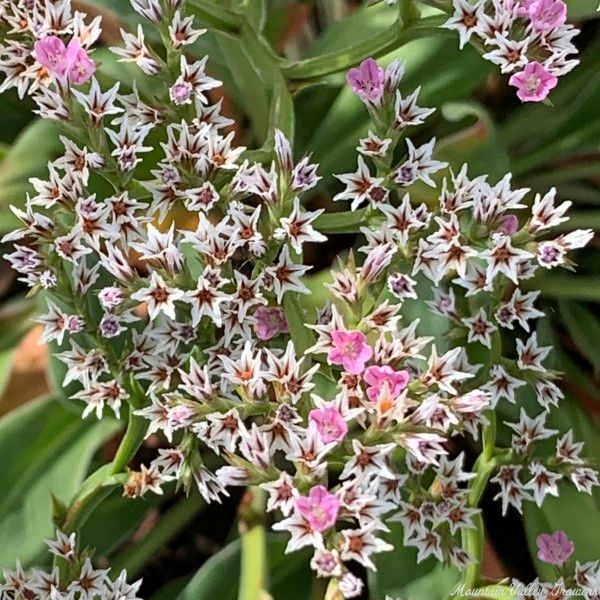 Close up of German Statice Flowers