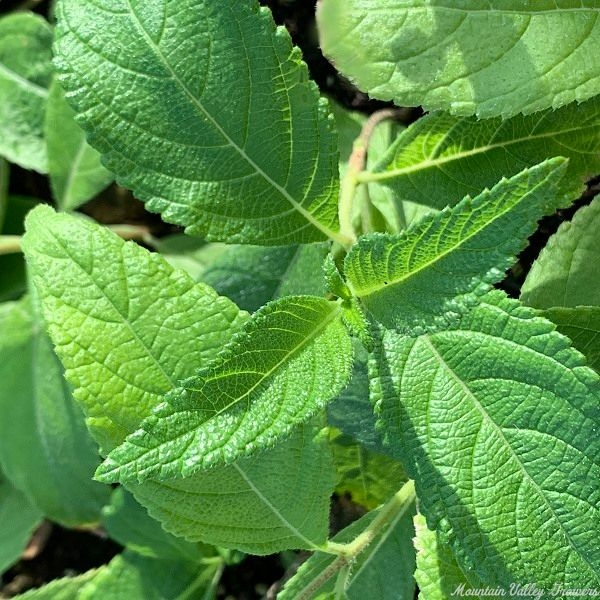 Licorice Verbena