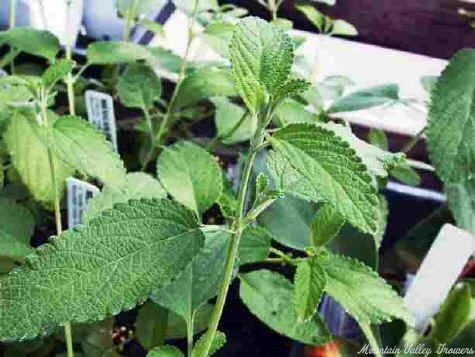 Mexican Oregano Plant in the Greenhouse