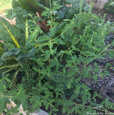 Mexican Oregano is included in the International Herb Garden