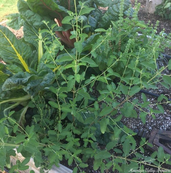 Mexican Oregano growing in front of Swiss Chard.
