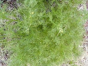 Early spring greens of German Chamomile Plant