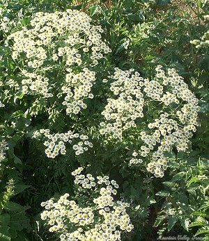 German Chamomile growing on the compost heap!