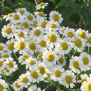 German Chamomile flowers in spring