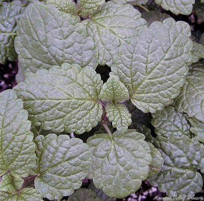 LEMON BALM