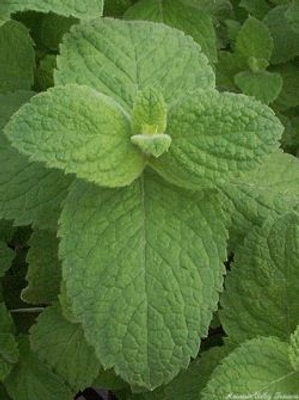 Egyptian Mint is included in the Biblical Herb Garden