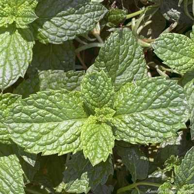 Kentucky Colonel Spearmint is included in the Kitchen Herb Garden