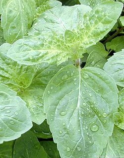 Close up of Lemon Bergamot Leaves