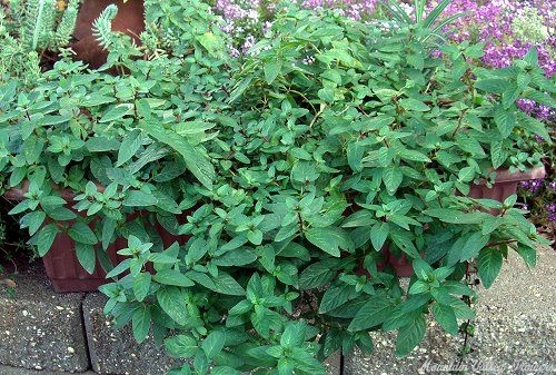 Moroccan Mint tumbles out of planter box.