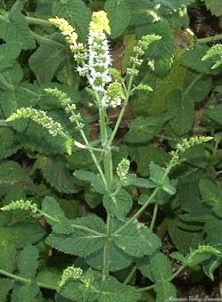 Egyptian Mint in Flower