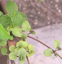 Lavender Mint stems reach for new rooting ground