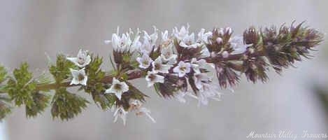 Chocolate Mint Flower Stem