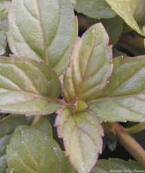 Beautiful Chocolate Mint leaves