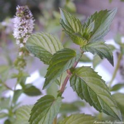 Chocolate Mint is included in the Gourmet Herb Garden