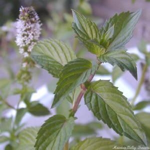 Chocolate Mint Leaves and Flower