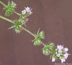 Lavender Mint's long graceful flower spikes of lavender flowers 