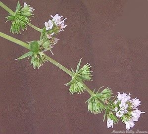 Organic Mentha piperita 'Lavender' Lavender Mint Plants from Mountain ...