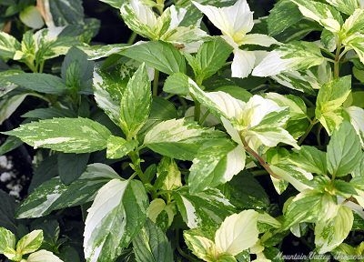 Variegated Peppermint Plant