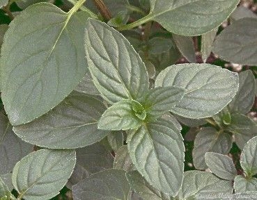 Peppermint plants