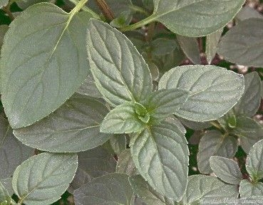 Mint, Peppermint (Mentha piperita) – MySeedsCo