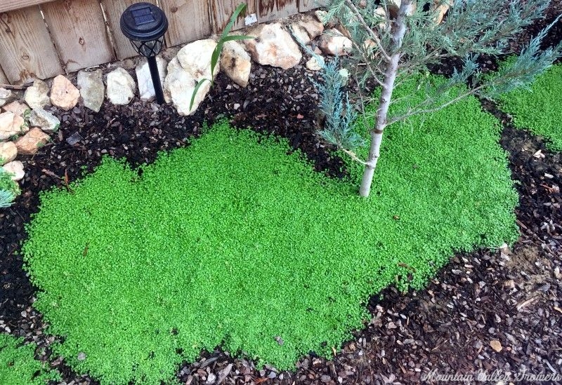 Corsican Mint growing among junipers