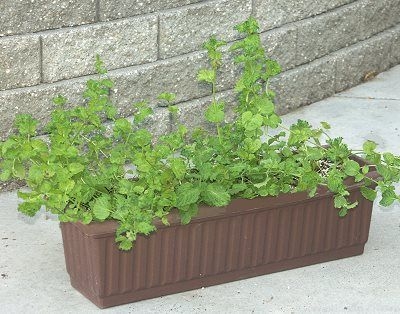 Curly Spearmint growing in a window box