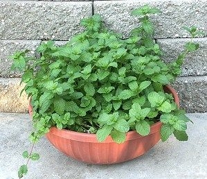 Kentucky Colonel Mint grows happily in a color bowl!