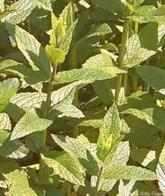 Mentha spicata 'Mint the Best' Mint the Best Spearmint image